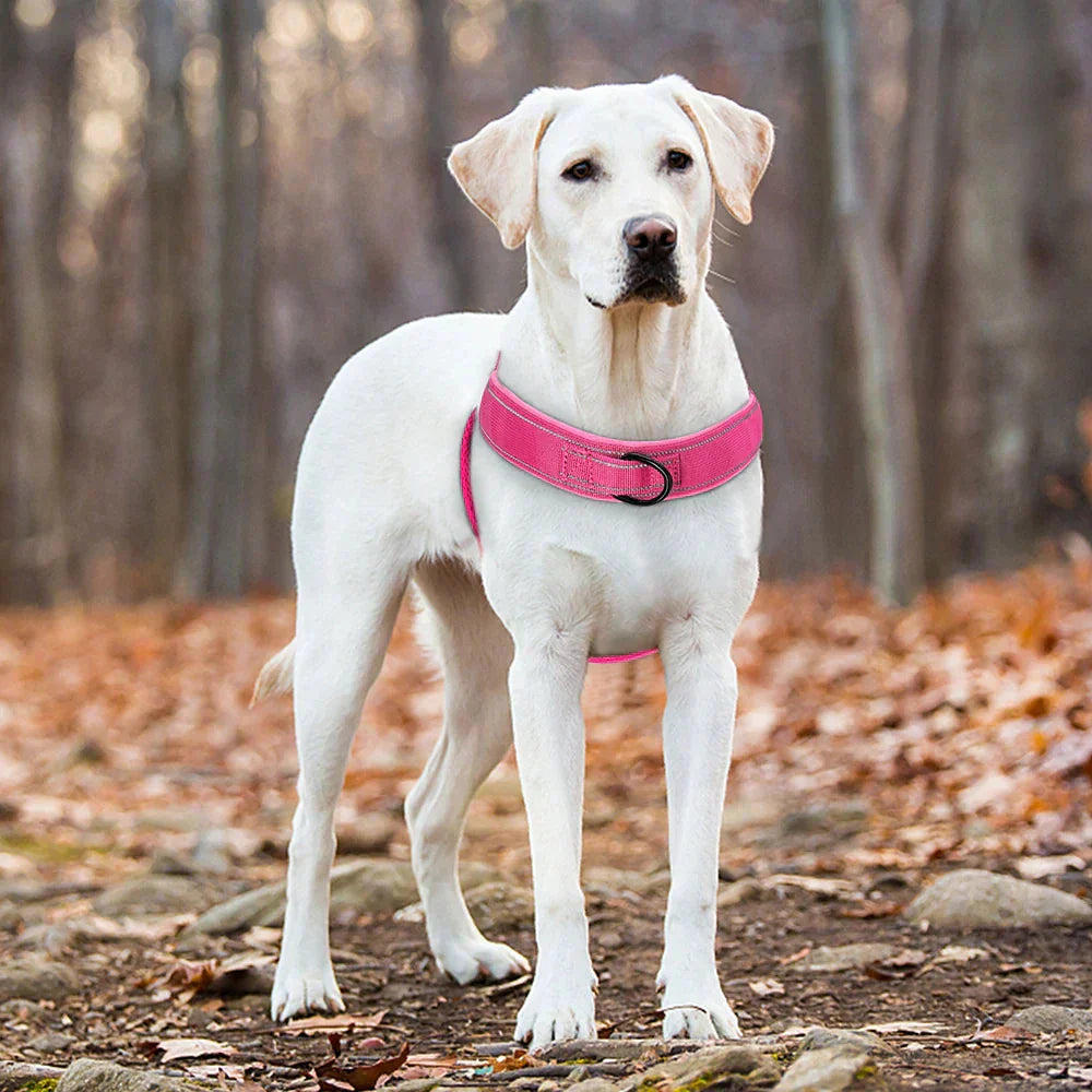 NOUVEAU RICHE No-Pull-Hundegeschirr mit Reflektordetails