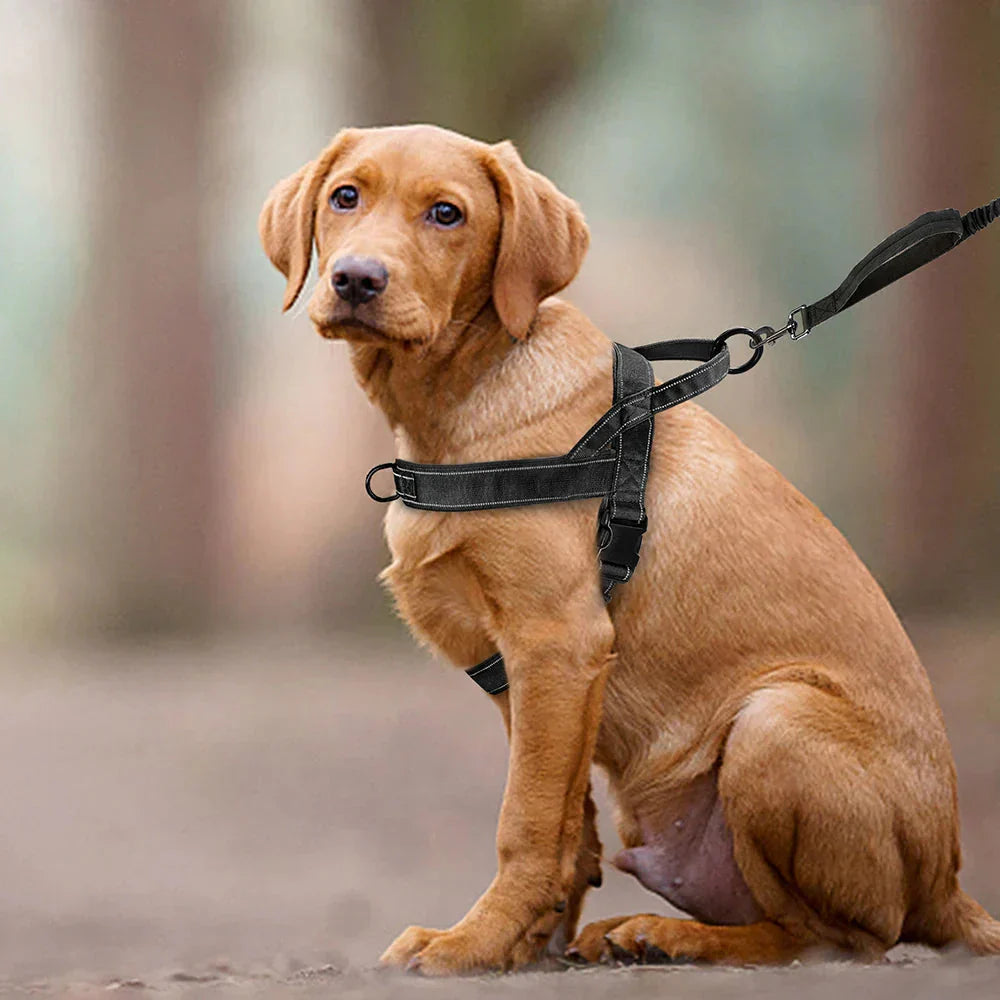 NOUVEAU RICHE No-Pull-Hundegeschirr mit Reflektordetails